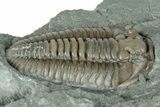 Flexicalymene Trilobite Fossil - Indiana #289052-2